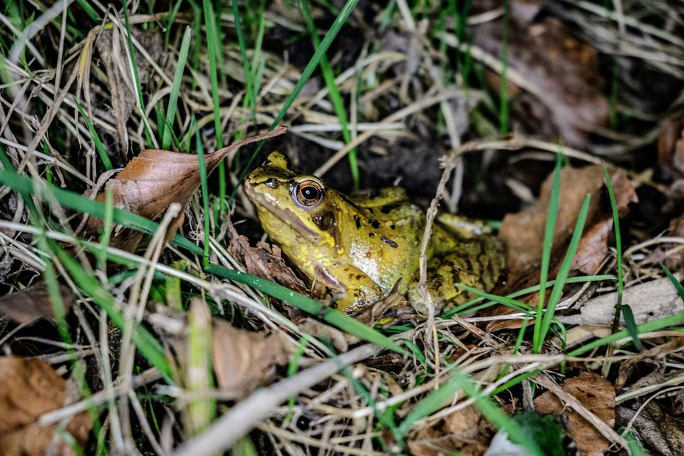 Frog in Killarney National Park