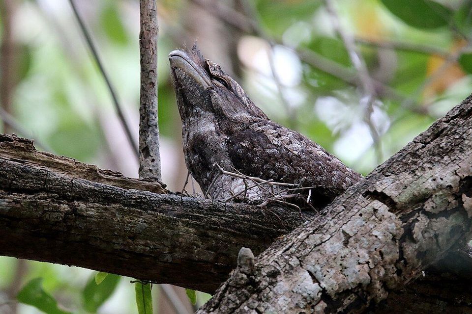 Frogmouth in Daintree National Park