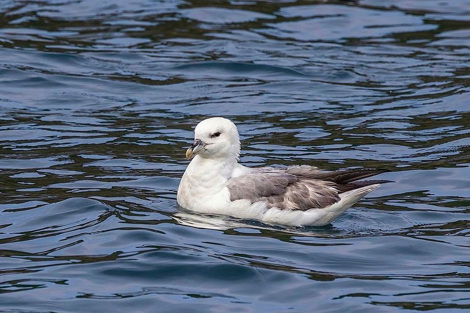 Fulmar wildlife guide for Vatnajökull National Park