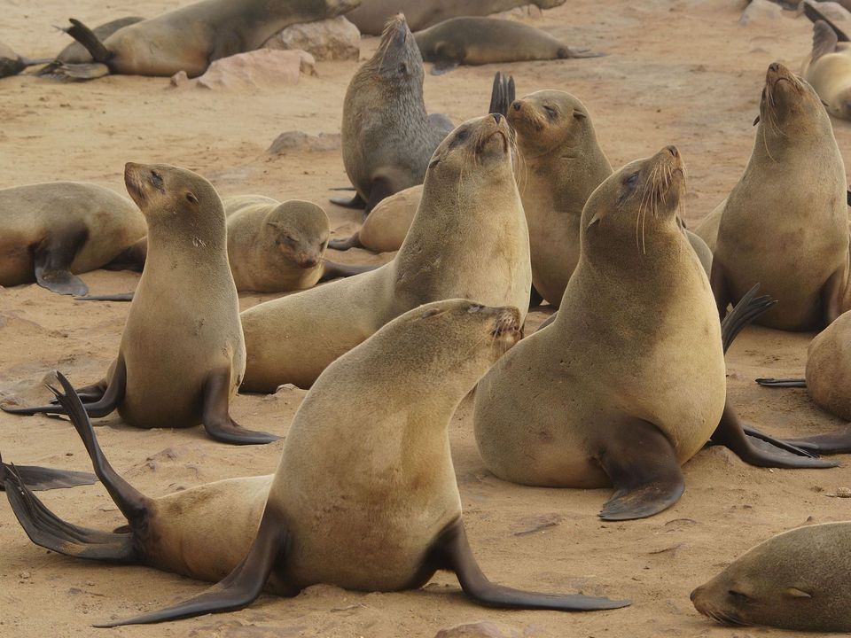 Fur Seal in Great Ocean Road