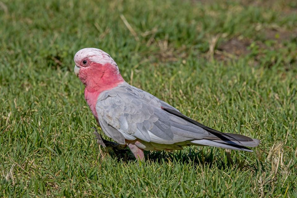 Galah wildlife guide for Blue Mountains National Park