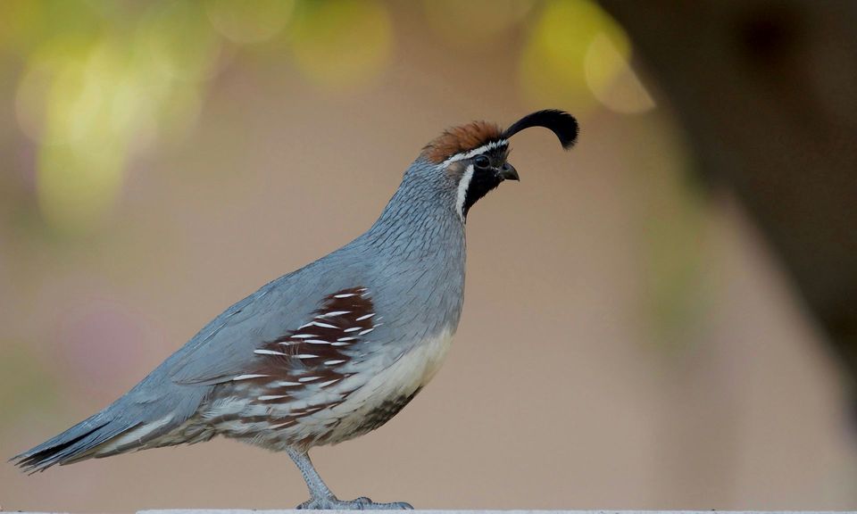 Gambel's Quail in Joshua Tree National Park