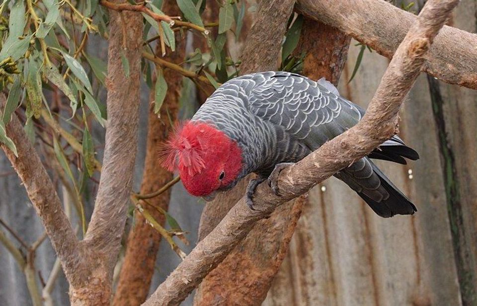 Gang-gang Cockatoo wildlife guide for Great Otway National Park