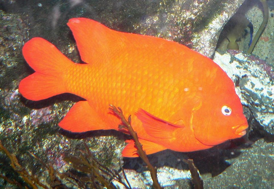 Garibaldi wildlife guide for Channel Islands National Park