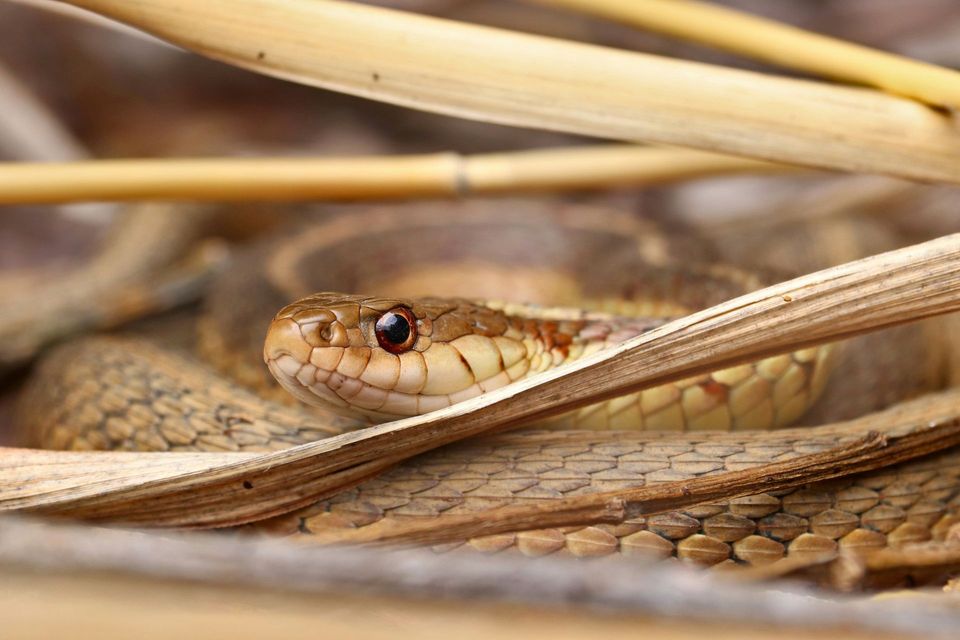 Garter Snake wildlife guide for Great Basin National Park