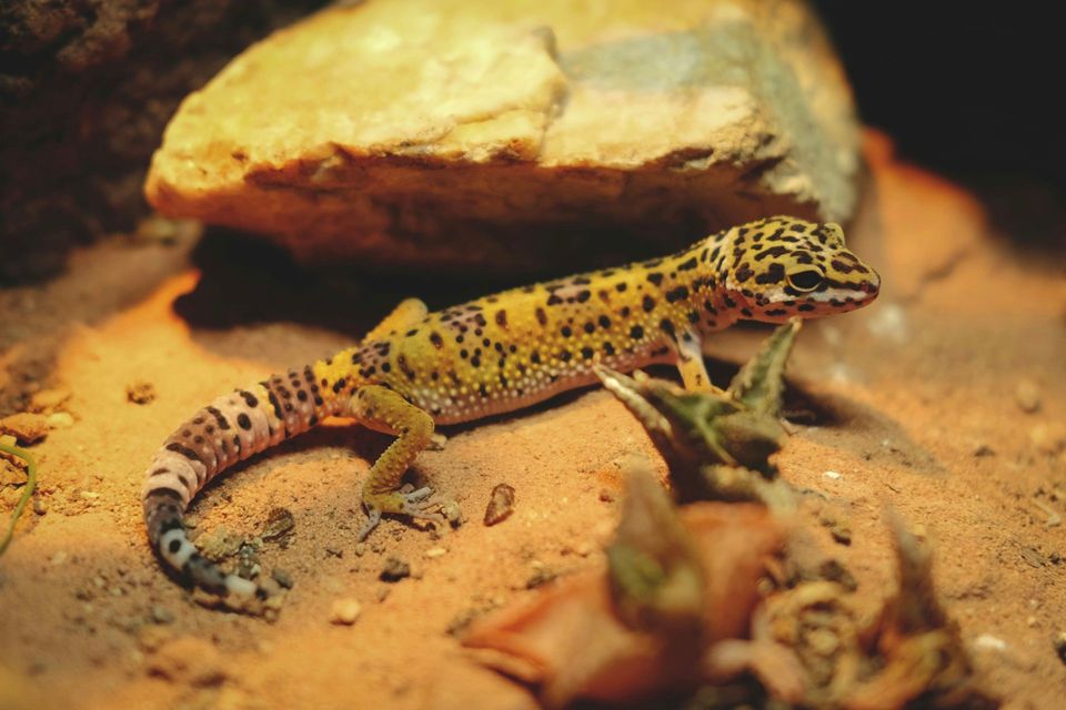 Geckos and Skinks wildlife guide for American Samoa National Park