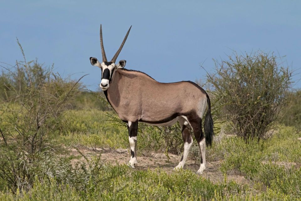 Gemsbok in White Sands National Park