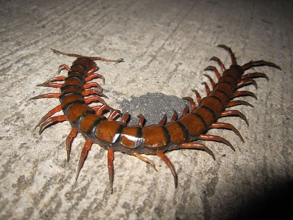 Giant Centipede in Karijini National Park