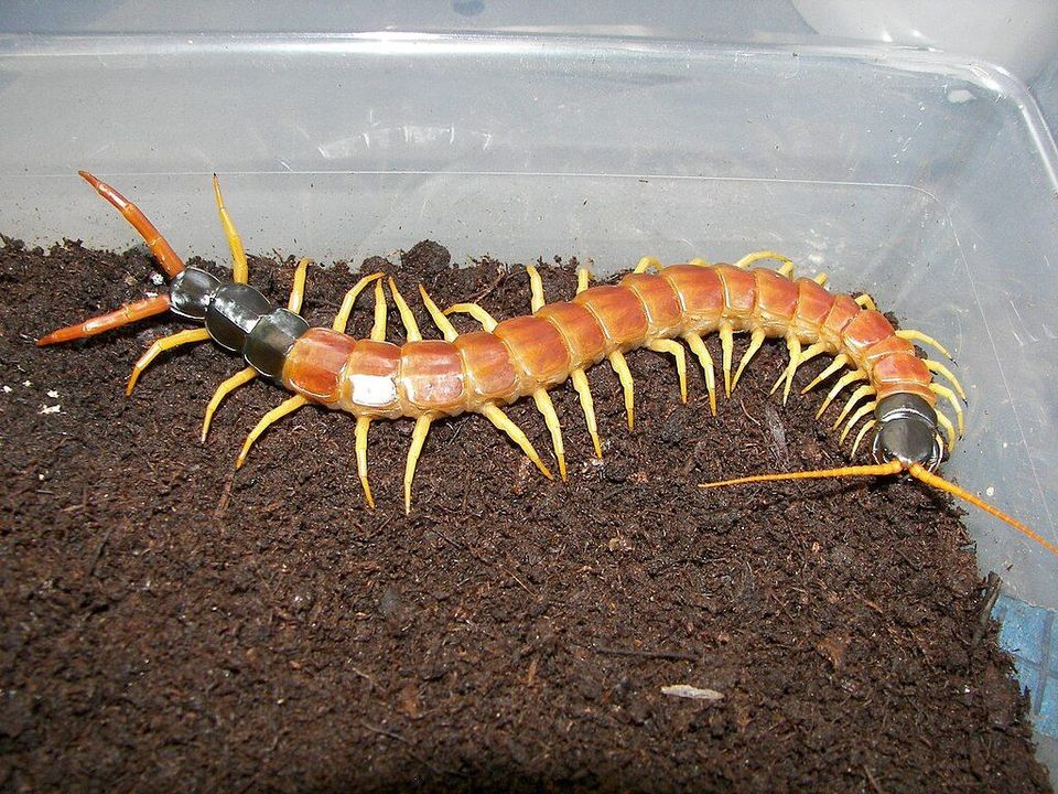Giant Desert Centipede in Guadalupe Mountains National Park