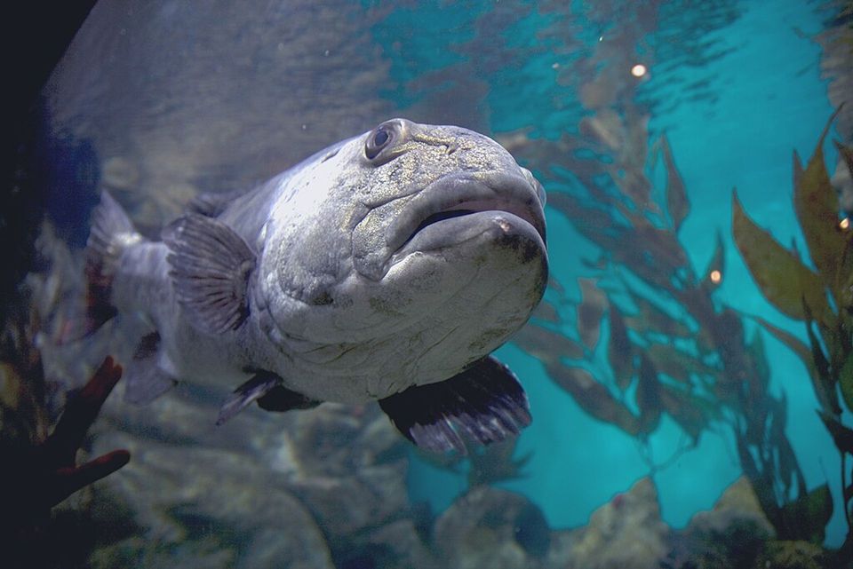 Giant Sea Bass wildlife guide for Channel Islands National Park