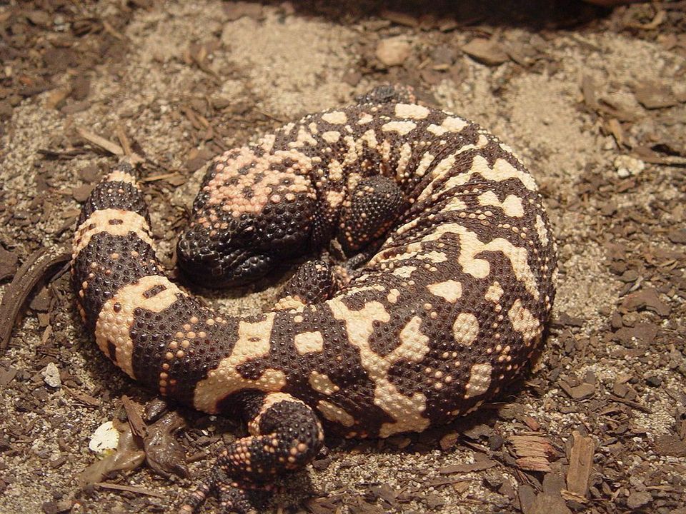 Gila Monster in Saguaro National Park