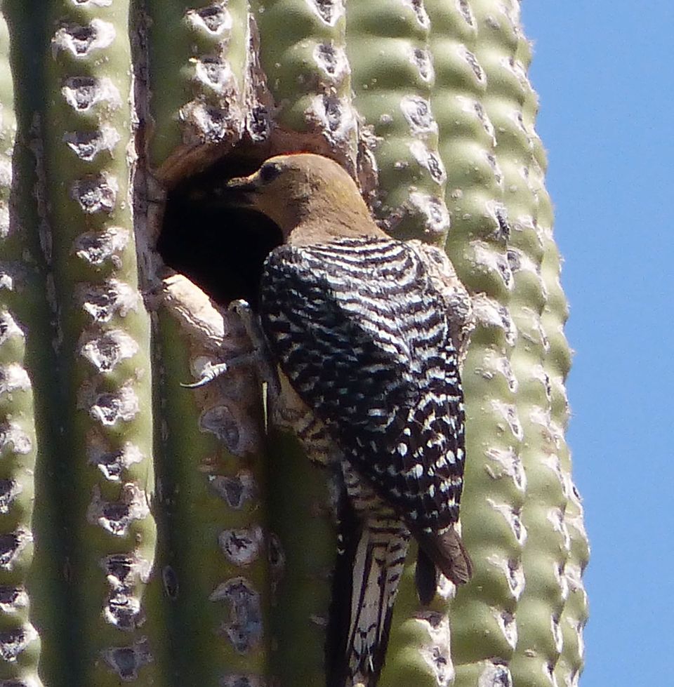 Gila Woodpecker in Red Rock State Park