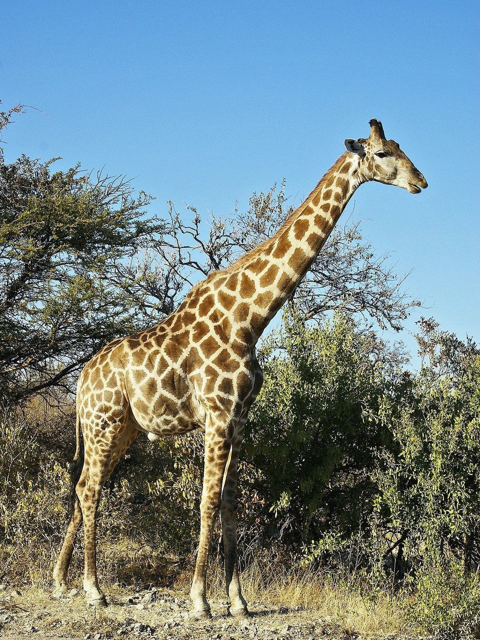 Giraffe in Kruger National Park