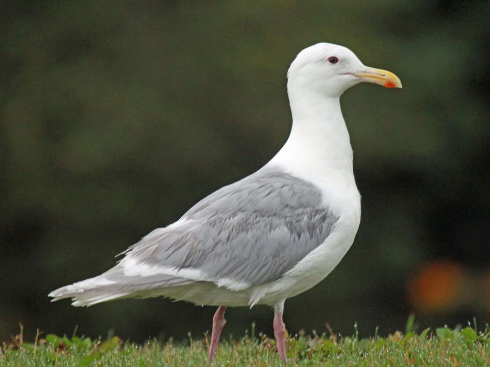 Glaucous-winged Gull in Katmai National Park
