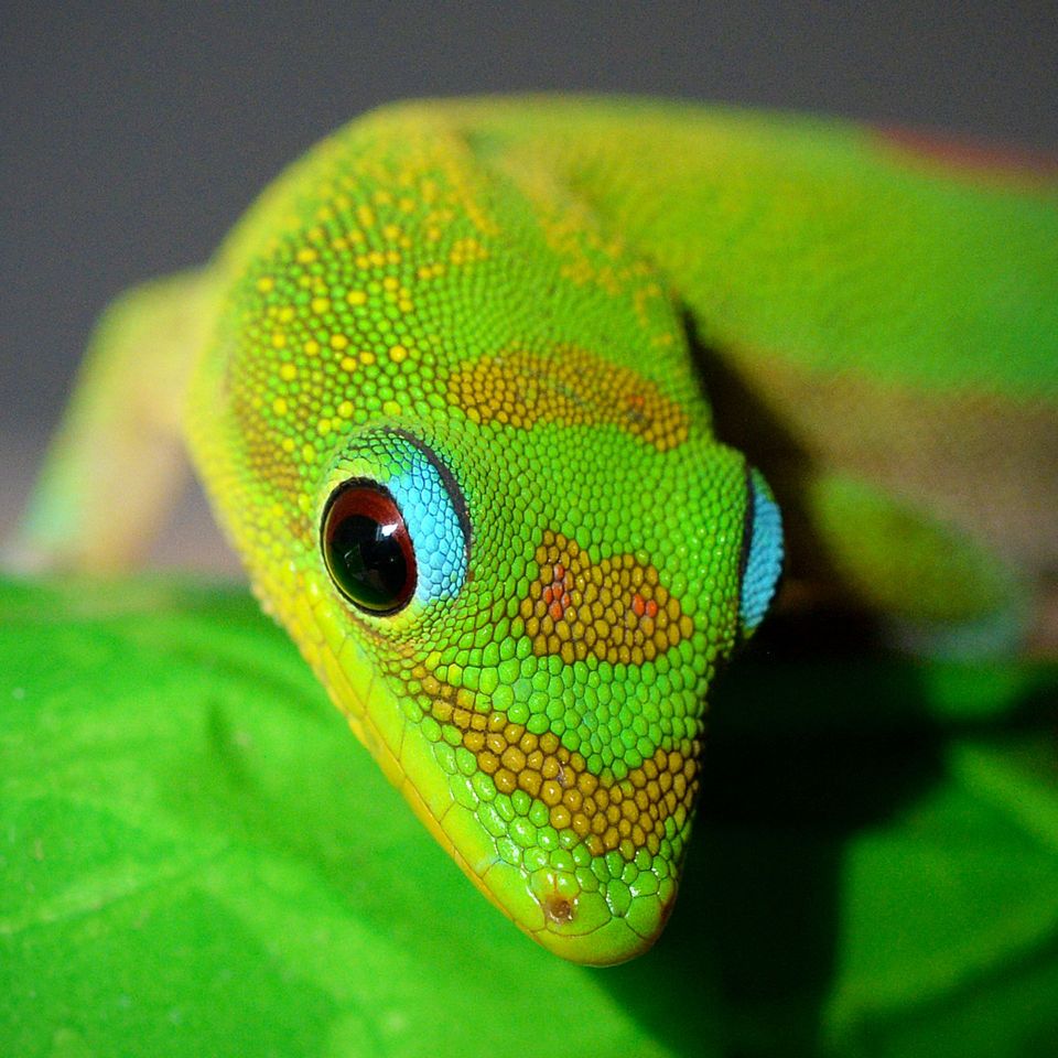 Gold Dust Day Gecko wildlife guide for Hawaiʻi Volcanoes National Park