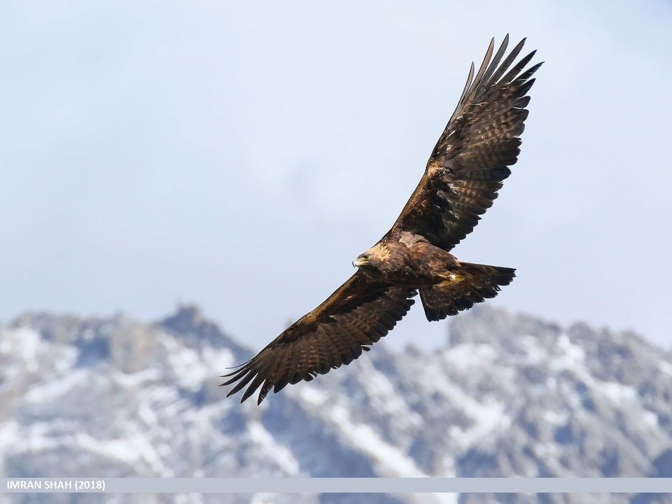 Golden Eagle wildlife guide for Wind Cave National Park