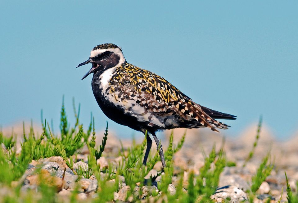 Golden Plover wildlife guide for Denali Highway