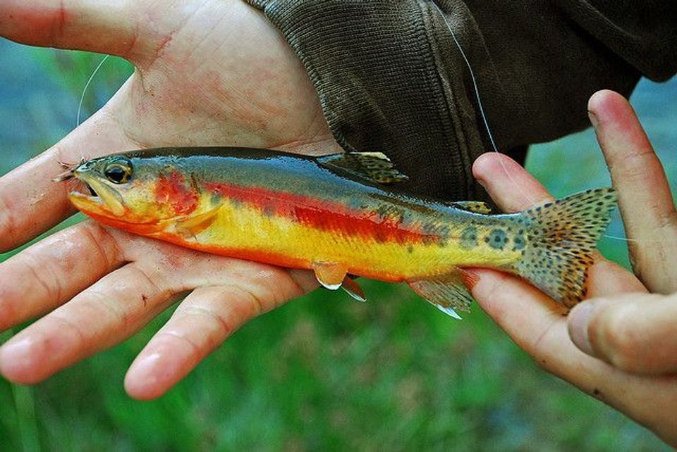 Golden Trout in Sequoia National Park
