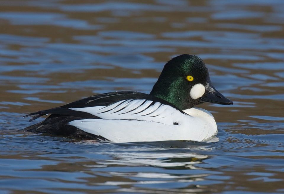 Goldeneye in Cairngorms National Park