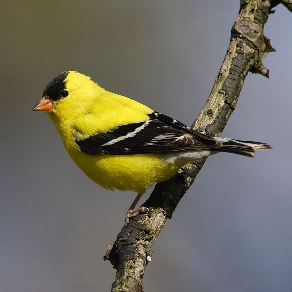 Goldfinch in Gateway Arch National Park