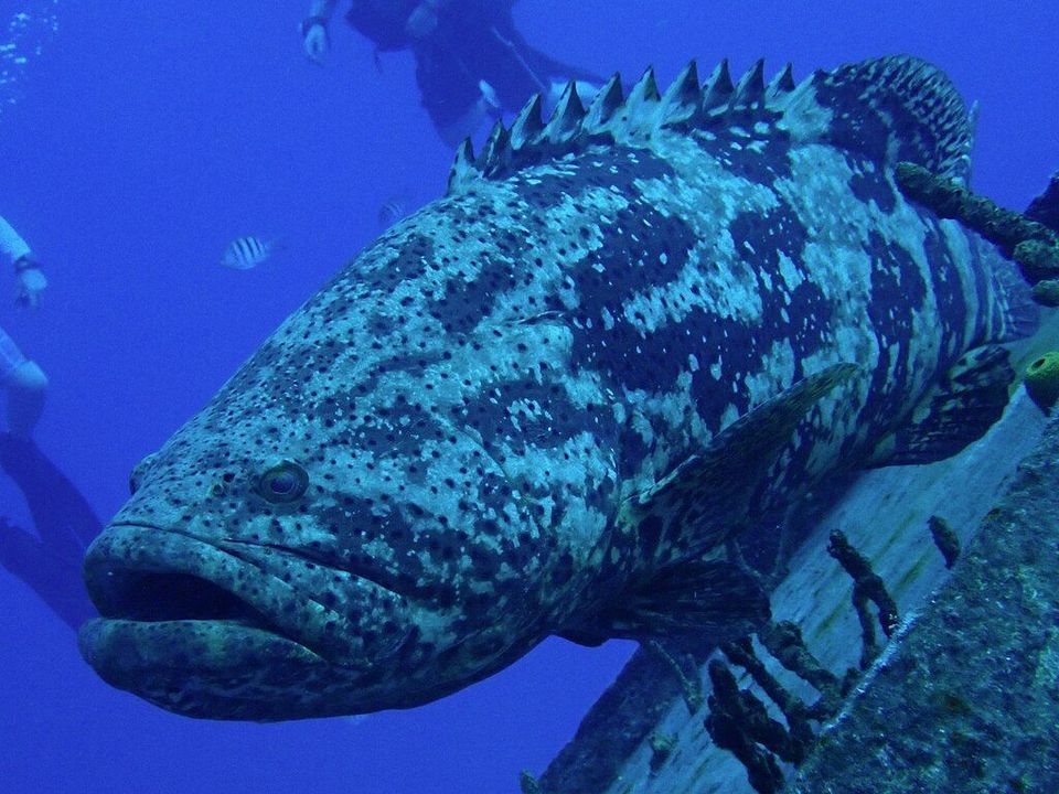 Goliath Grouper in Overseas Highway