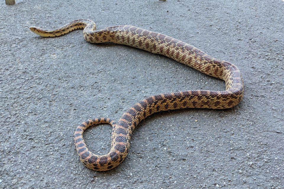 Gopher Snake wildlife guide for Bryce Canyon National Park