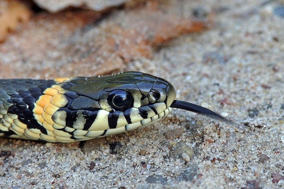Grass Snake in Plitvice Lakes National Park