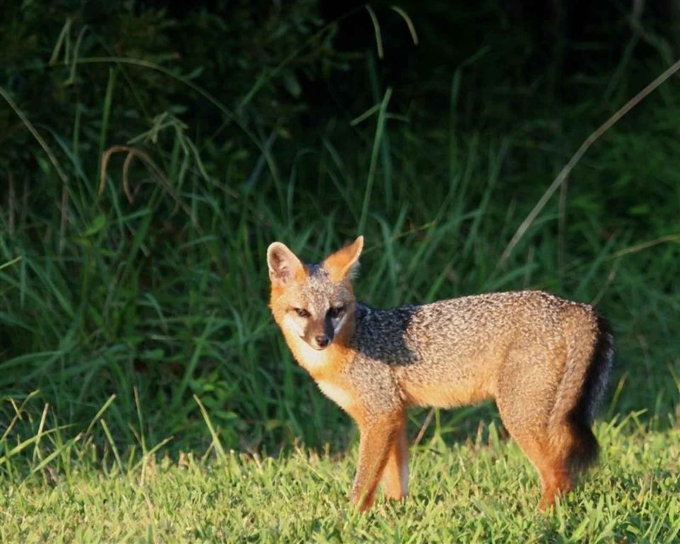 Gray Fox wildlife guide for Redwood National Park