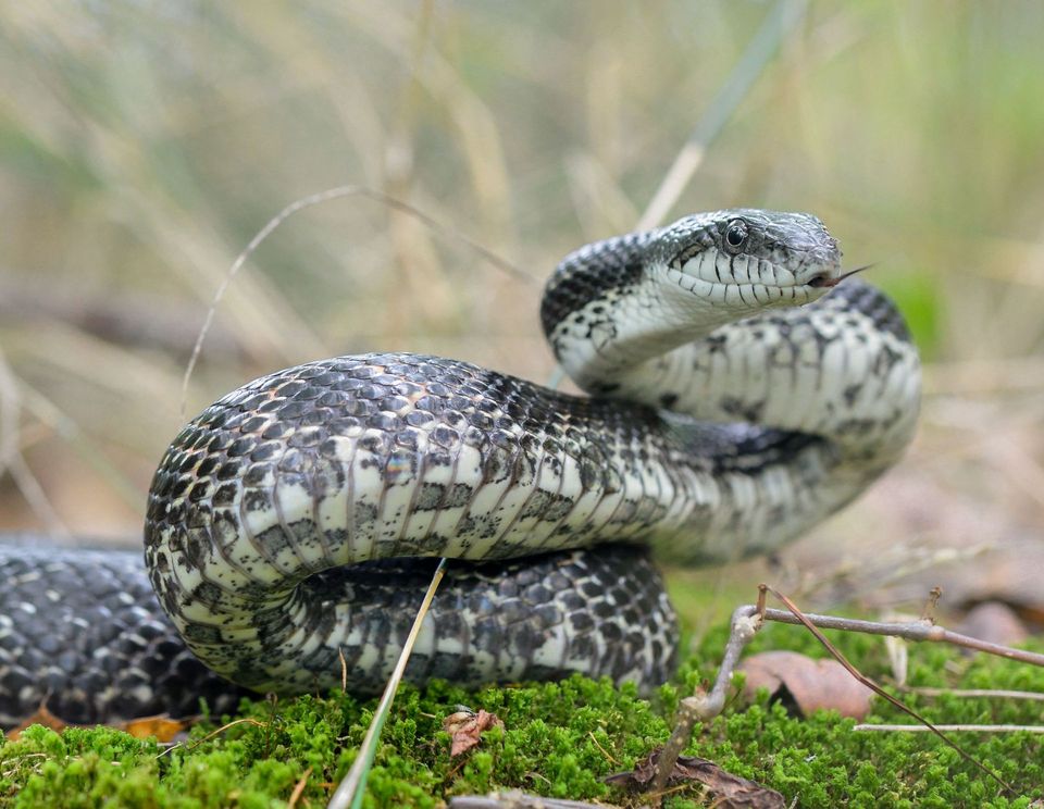 Gray Ratsnake wildlife guide for Hocking Hills State Park