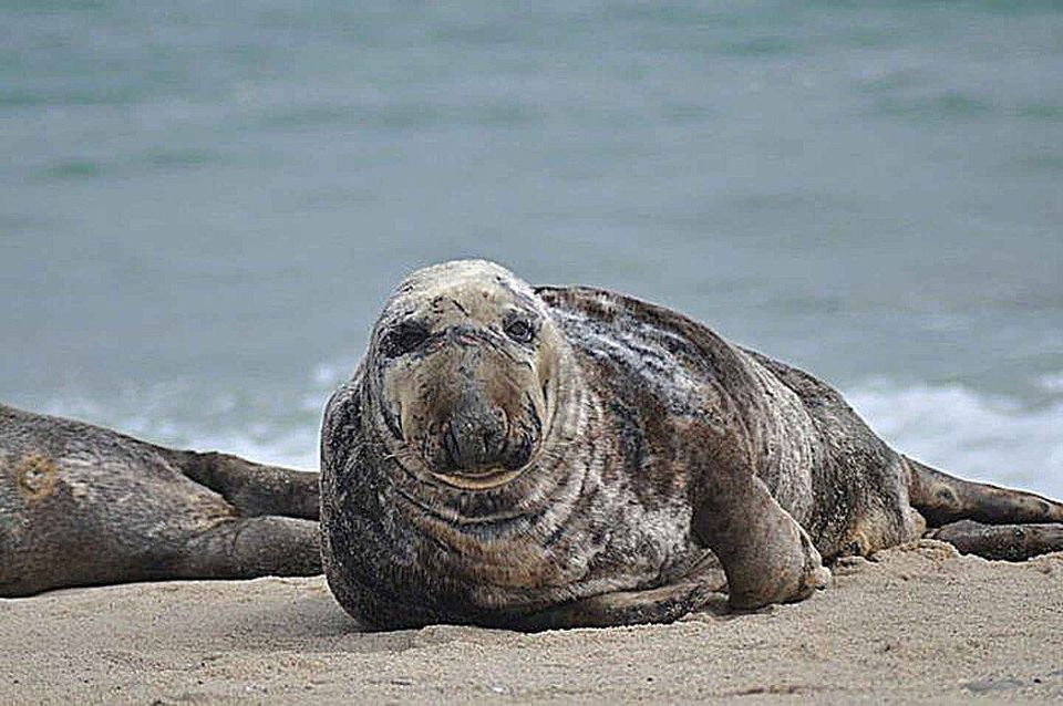 Gray Seal in Cape Cod National Seashore