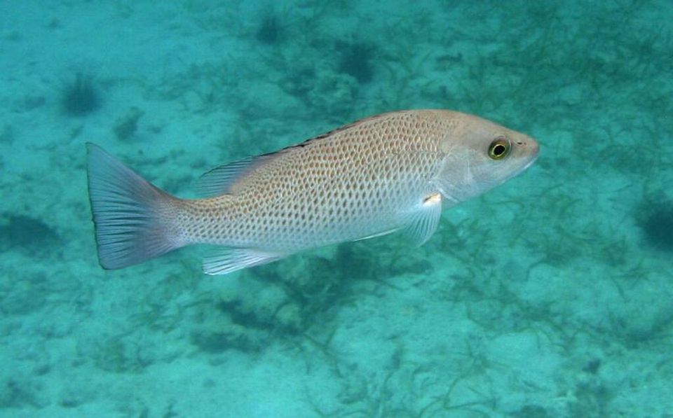 Gray Snapper wildlife guide for Biscayne National Park