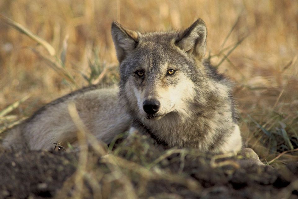Gray Wolf in Banff National Park