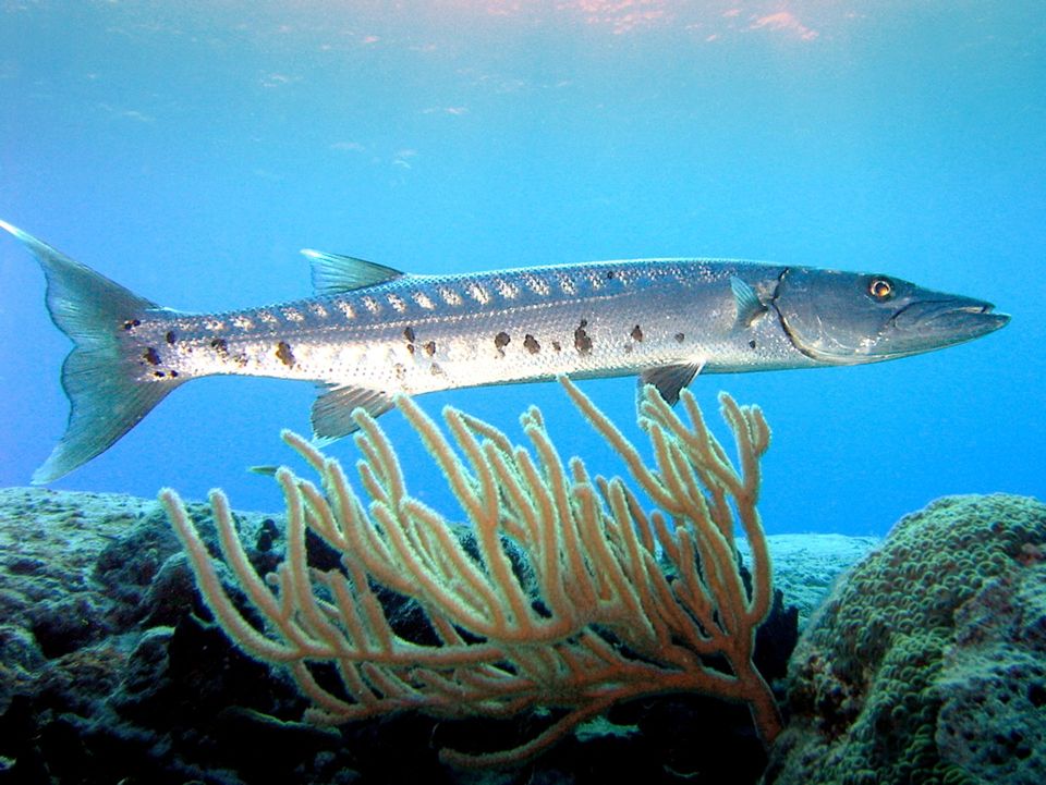 Great Barracuda in Biscayne National Park