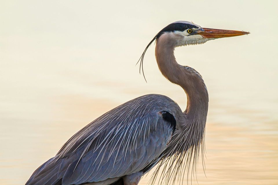 Great Blue Heron wildlife guide for Cape Breton Highlands National Park