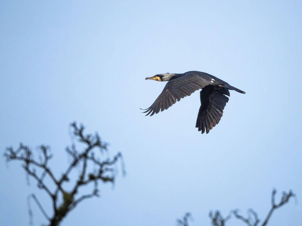 Great Cormorant in Plitvice Lakes National Park
