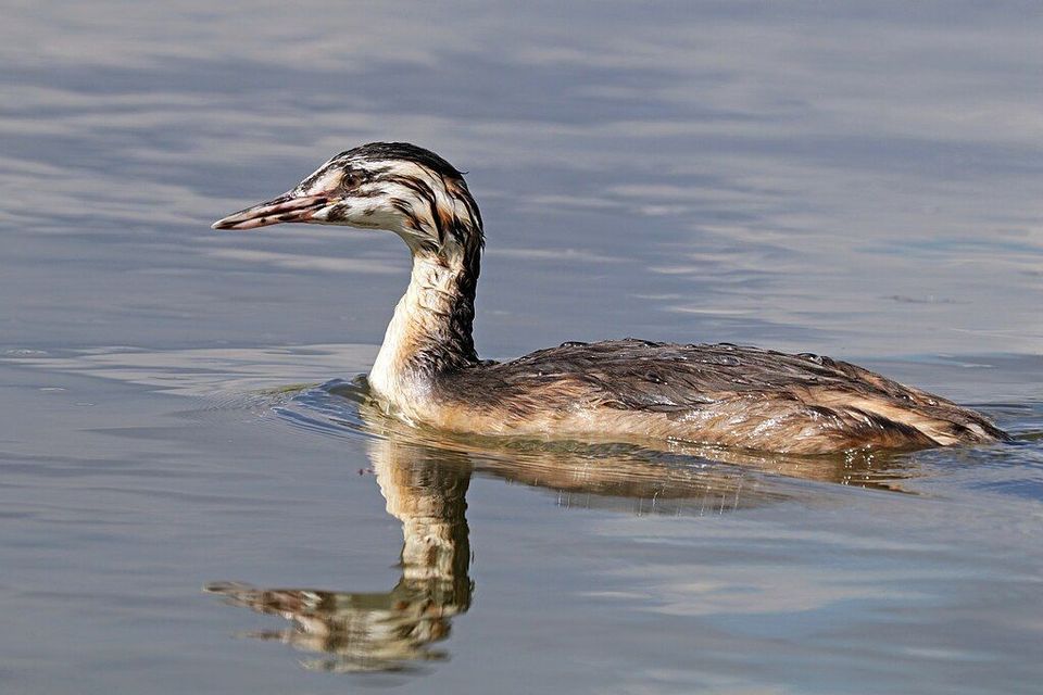 Great Crested Grebe wildlife guide for Queenstown-Lakes District, New Zealand