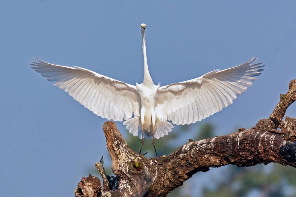 Great Egret in Congaree National Park