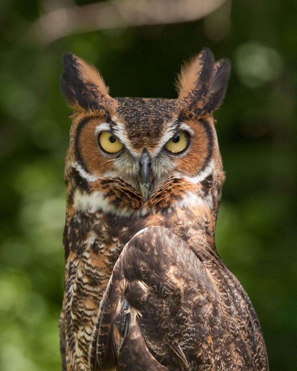 Great Horned Owl wildlife guide for Carlsbad Caverns National Park