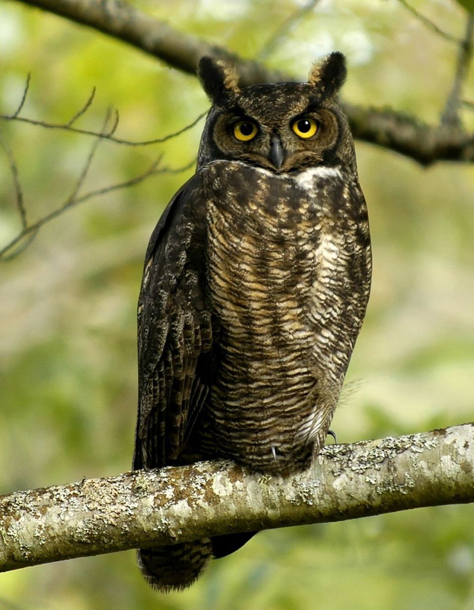 Great Horned Owl wildlife guide for Lake Mead National Recreation Area