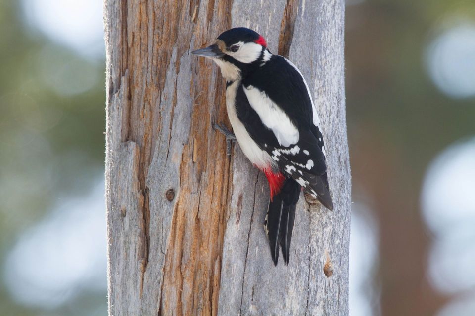Great Spotted Woodpecker