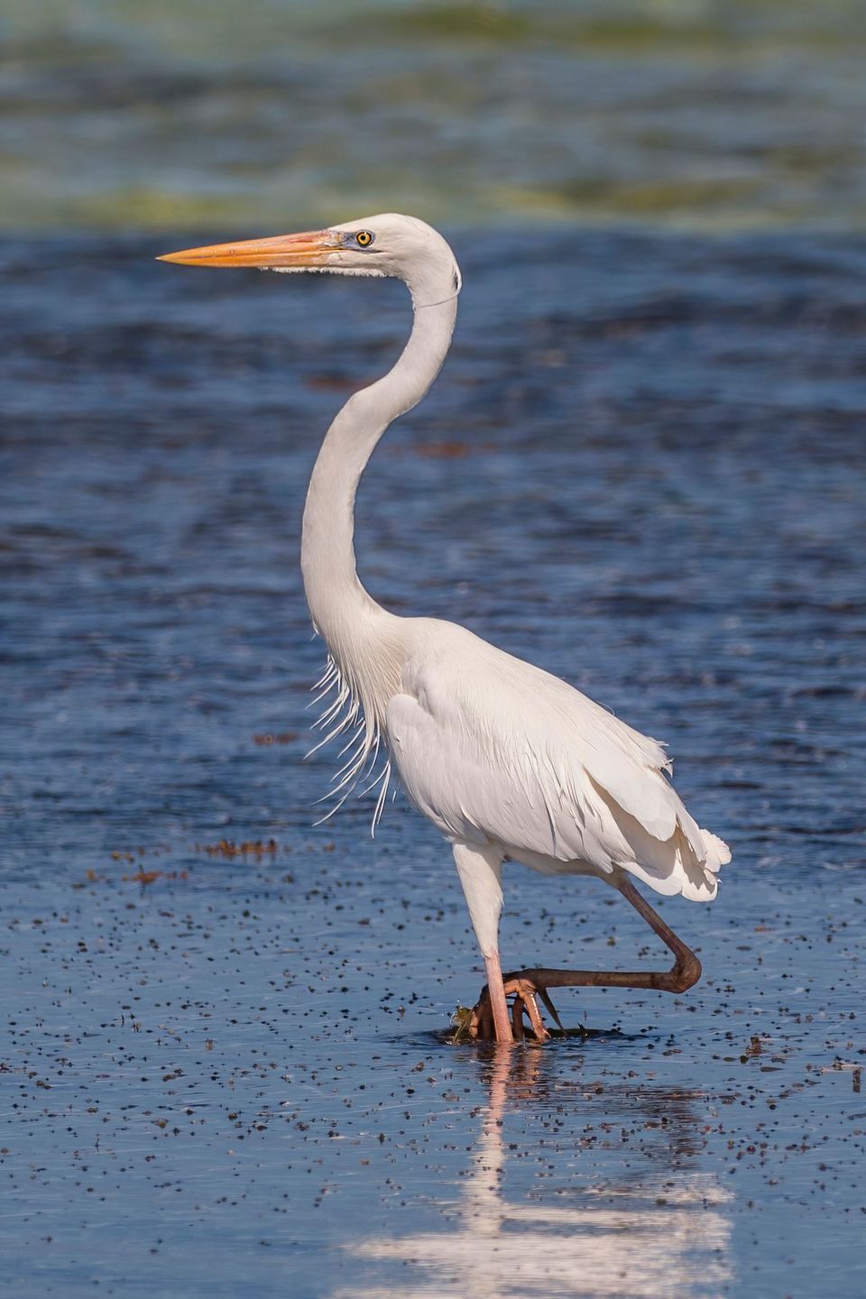 Great White Heron in Dry Tortugas National Park