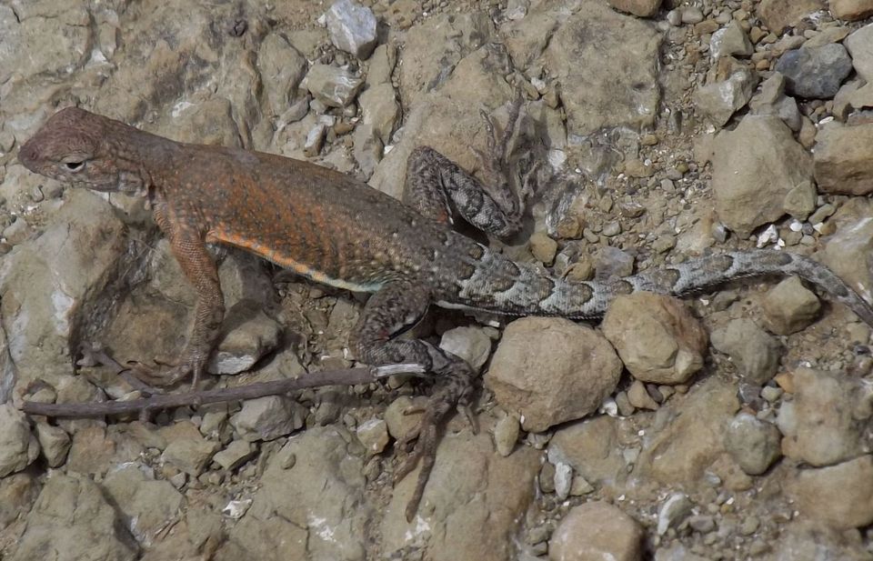 Greater Earless Lizard in Red Rock State Park