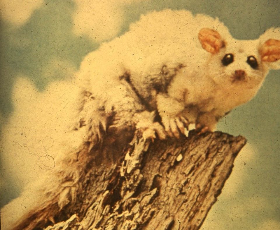 Greater Glider wildlife guide for Blue Mountains National Park