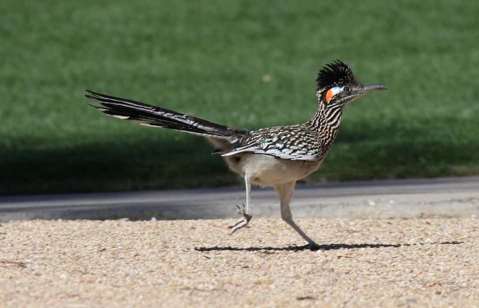 Greater Roadrunner in Petrified Forest National Park