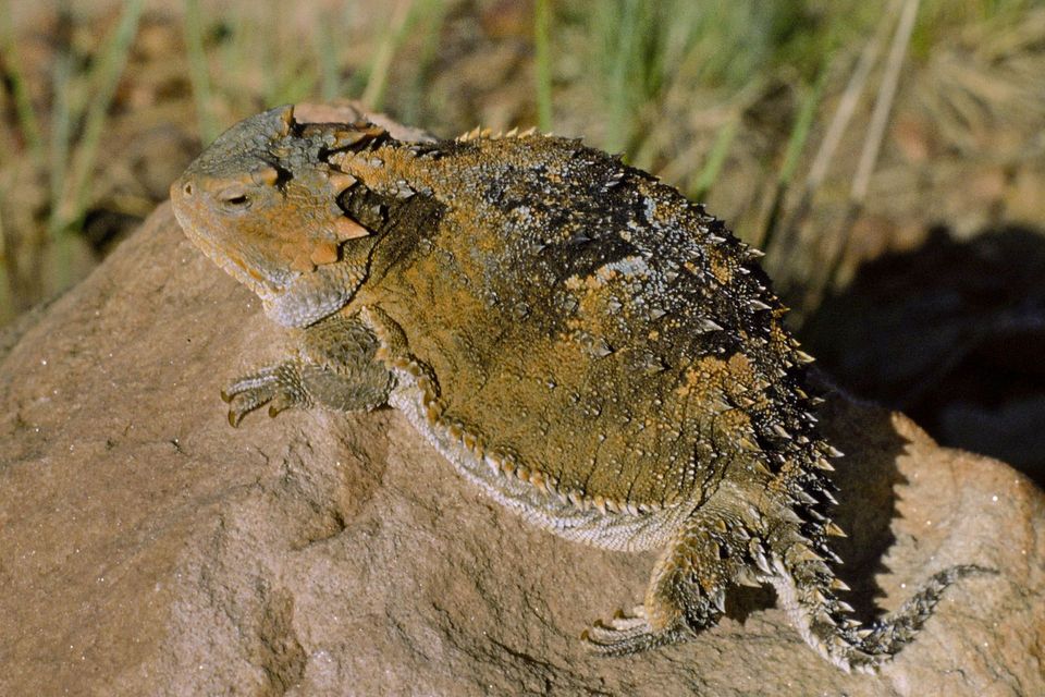 Greater Short-horned Lizard wildlife guide for Guadalupe Mountains National Park