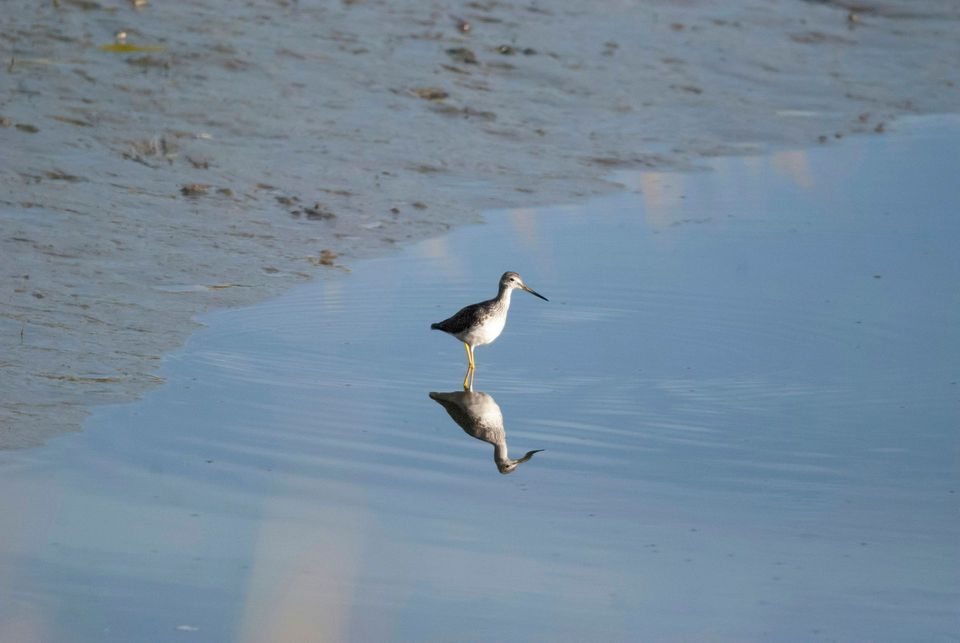 Greater Yellowlegs in Katmai National Park