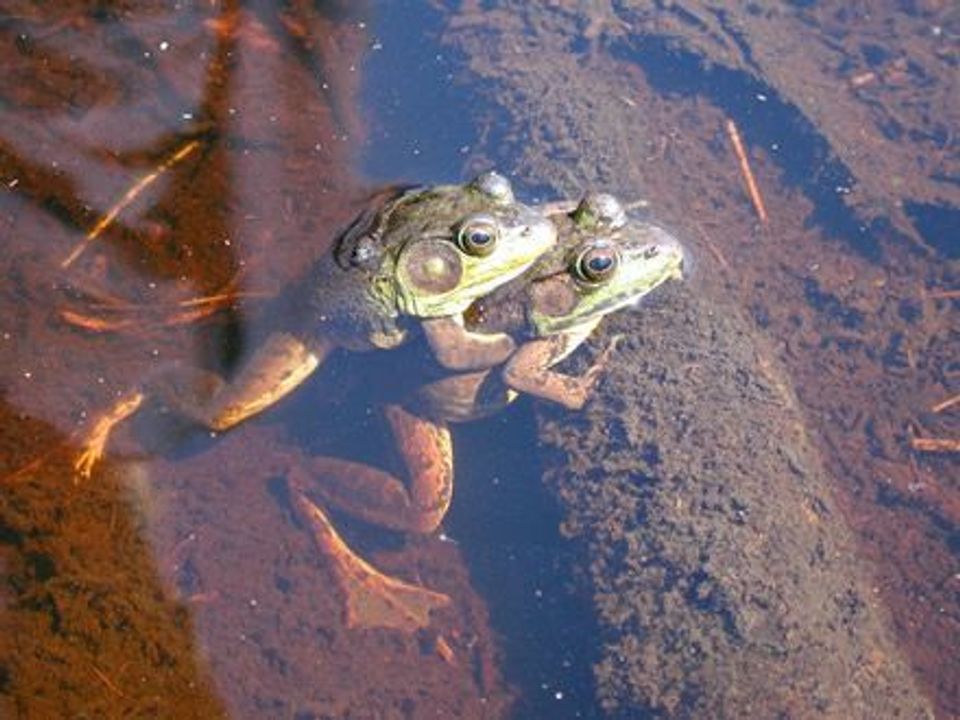 Green Frog wildlife guide for Hocking Hills State Park