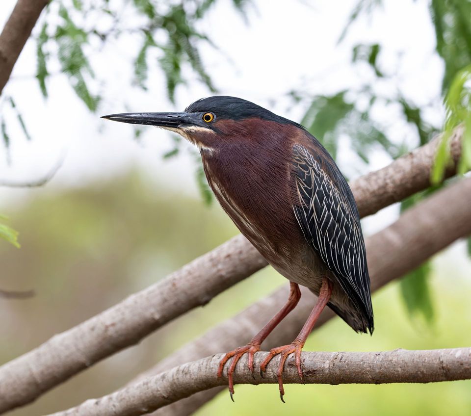 Green Heron wildlife guide for Indiana Dunes National Park