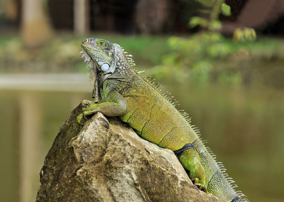 Green Iguana in Everglades National Park