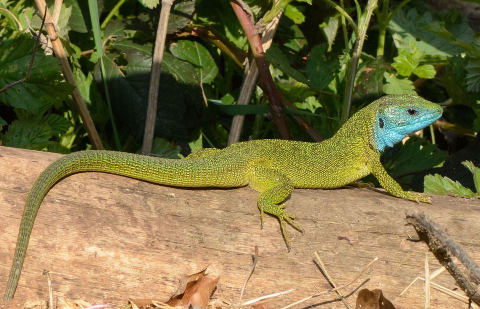 Green Lizard in Plitvice Lakes National Park